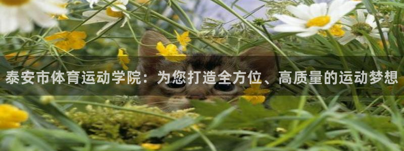 yy易游官网下载平台APP：泰安市体育运动学院：为您打造全方